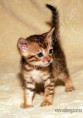 /album/litter-a/adele-www-esbbengalcat-2-jpg2/